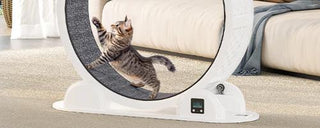Cat Supplies